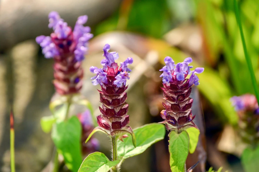 Pagoda Mix Prunella Grandiflora Flower Seeds - 50 Seeds, Mixed Colors - Image 8