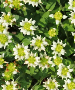 Pagoda Mix Prunella Grandiflora Flower Seeds - 50 Seeds, Mixed Colors - Image 9
