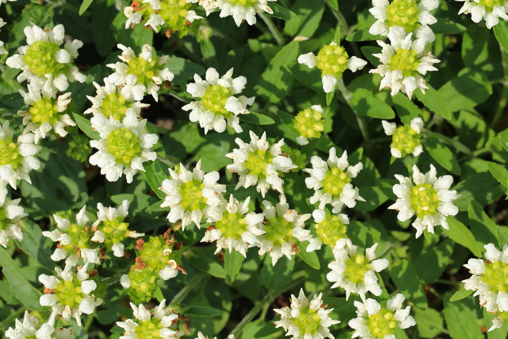 Pagoda Mix Prunella Grandiflora Flower Seeds - 50 Seeds, Mixed Colors - Image 9