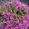 Pagoda Mix Prunella Grandiflora Flower Seeds - 50 Seeds, Mixed Colors - Image 1