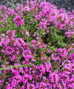 Pagoda Mix Prunella Grandiflora Flower Seeds - 50 Seeds, Mixed Colors - Image 1