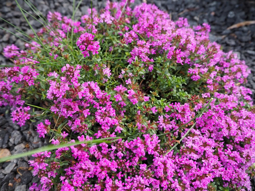 Pagoda Mix Prunella Grandiflora Flower Seeds - 50 Seeds, Mixed Colors - Image 1