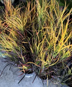 Paintbrush Croton Live Plant - Colorful Indoor & Outdoor Foliage - Image 2