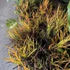 Paintbrush Croton Live Plant - Colorful Indoor & Outdoor Foliage - Image 1