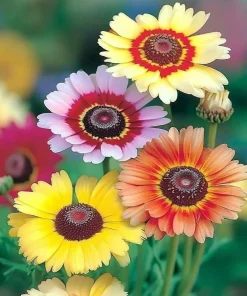 Painted Daisy Seeds - Chrysanthemum carinatum - 200 Seeds - Bright Perennial Blooms - Image 2