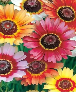 Painted Daisy Seeds - Chrysanthemum carinatum - 200 Seeds - Bright Perennial Blooms - Image 3
