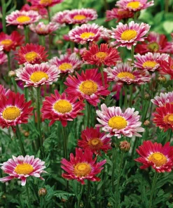Painted Daisy Seeds - Chrysanthemum carinatum - 200 Seeds - Bright Perennial Blooms - Image 4