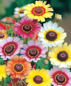 Painted Daisy Seeds - Chrysanthemum carinatum - 200 Seeds - Bright Perennial Blooms - Image 1