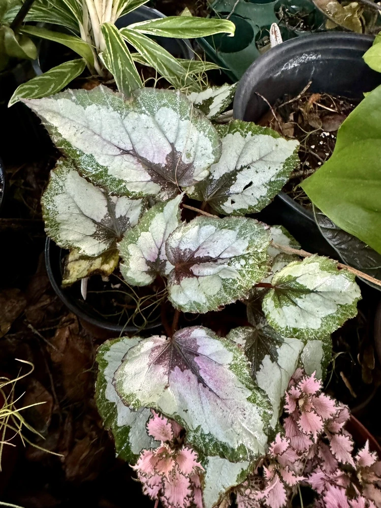 Painted-Leaf Begonia Live Plant - Vibrant Indoor Foliage Houseplant - Image 1