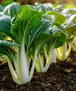 Pak Choi Chinese Cabbage White Stem Seeds – 150 Count – Easy-to-Grow Vegetable Seeds - Image 4