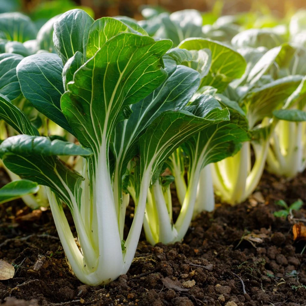 Pak Choi Chinese Cabbage White Stem Seeds – 150 Count – Easy-to-Grow Vegetable Seeds - Image 4