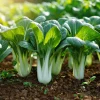 Pak Choi Chinese Cabbage White Stem Seeds – 150 Count – Easy-to-Grow Vegetable Seeds - Image 1