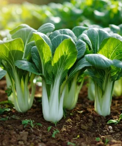 Pak Choi Chinese Cabbage White Stem Seeds – 150 Count – Easy-to-Grow Vegetable Seeds - Image 1