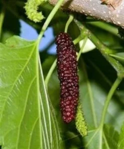 Pakistan Mulberry Tree Live Plant - Fruit Tree - Sweet, Large Berries - Image 2