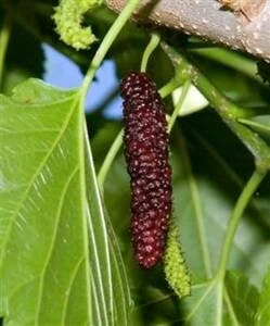 Pakistan Mulberry Tree Live Plant - Fruit Tree - Sweet, Large Berries - Image 2