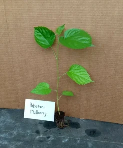 Pakistan Mulberry Tree Live Plant - Fruit Tree - Sweet, Large Berries - Image 3