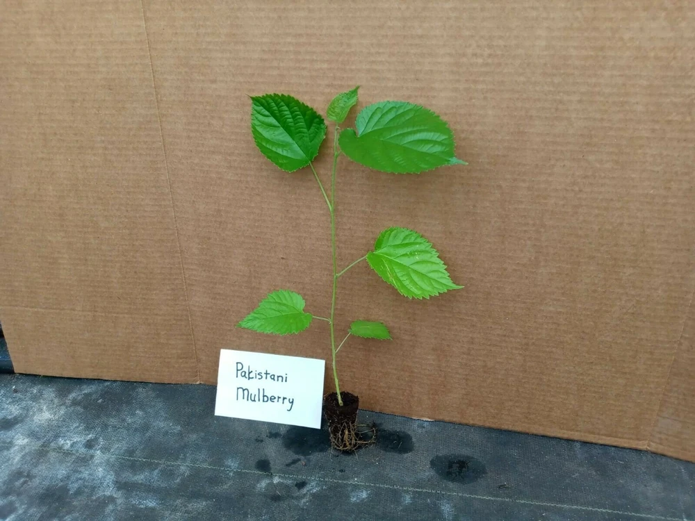 Pakistan Mulberry Tree Live Plant - Fruit Tree - Sweet, Large Berries - Image 3