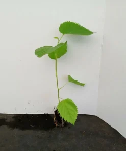 Pakistan Mulberry Tree Live Plant - Fruit Tree - Sweet, Large Berries - Image 4