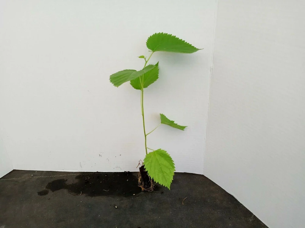 Pakistan Mulberry Tree Live Plant - Fruit Tree - Sweet, Large Berries - Image 4