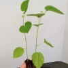 Pakistan Mulberry Tree Live Plant - Fruit Tree - Sweet, Large Berries - Image 1