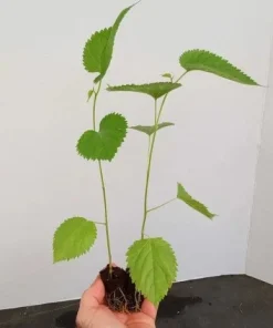 Pakistan Mulberry Tree Live Plant - Fruit Tree - Sweet, Large Berries - Image 1