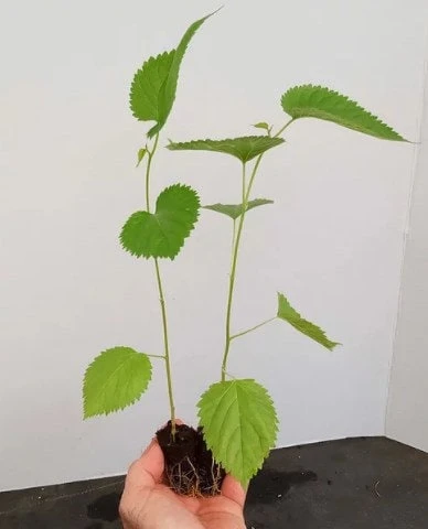 Pakistan Mulberry Tree Live Plant - Fruit Tree - Sweet, Large Berries - Image 1