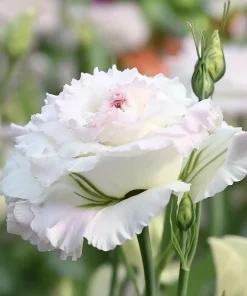 Pale Pink Lisianthus Seeds - Eustoma Grandiflorum - 25 Seed Pack - Image 2
