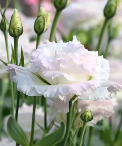 Pale Pink Lisianthus Seeds - Eustoma Grandiflorum - 25 Seed Pack - Image 3