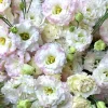 Pale Pink Lisianthus Seeds - Eustoma Grandiflorum - 25 Seed Pack - Image 1