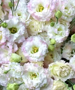 Pale Pink Lisianthus Seeds - Eustoma Grandiflorum - 25 Seed Pack - Image 1