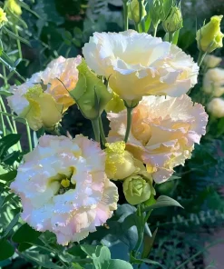 Pale Pink Lisianthus Seeds - Eustoma Grandiflorum - 25 Seed Pack - Image 4