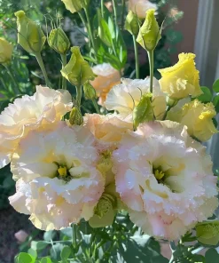 Pale Pink Lisianthus Seeds - Eustoma Grandiflorum - 25 Seed Pack - Image 5