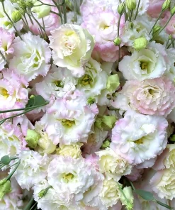 Pale Pink Lisianthus Seeds - Eustoma Grandiflorum - 25 Seed Pack - Image 6