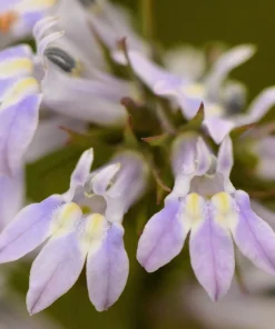 Palespike Lobelia Seeds - Upright Light Blue Spicata Flower Seeds - 300 Count - Image 2