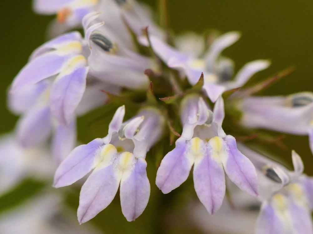 Palespike Lobelia Seeds - Upright Light Blue Spicata Flower Seeds - 300 Count - Image 2