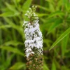 Palespike Lobelia Seeds - Upright Light Blue Spicata Flower Seeds - 300 Count - Image 1