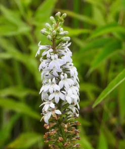Palespike Lobelia Seeds - Upright Light Blue Spicata Flower Seeds - 300 Count - Image 1