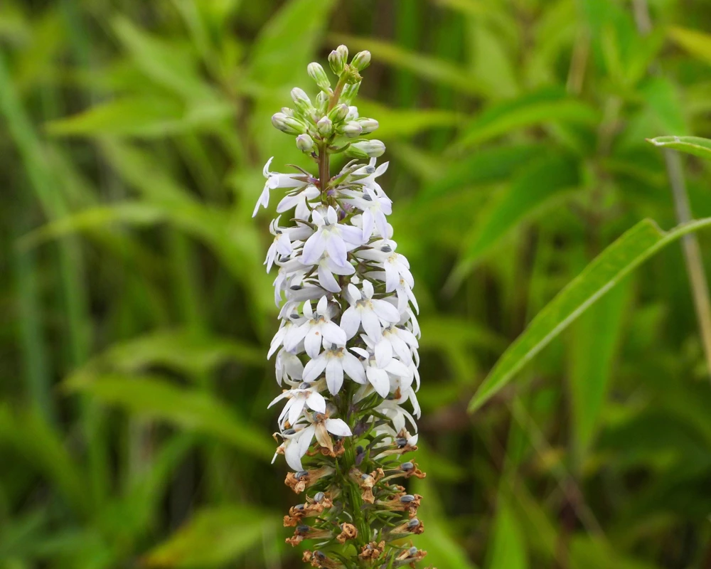 Palespike Lobelia Seeds - Upright Light Blue Spicata Flower Seeds - 300 Count - Image 1