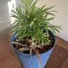 Palm & Cactus Live Plant Duo in Vase - Potted Houseplants, 2 Plants - Image 1