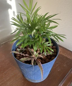 Palm & Cactus Live Plant Duo in Vase - Potted Houseplants, 2 Plants - Image 1
