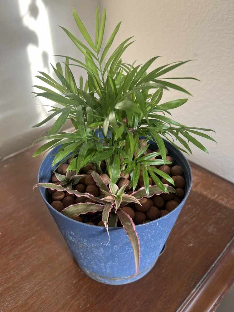 Palm & Cactus Live Plant Duo in Vase - Potted Houseplants, 2 Plants - Image 1