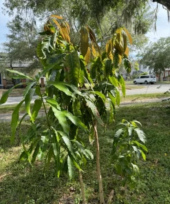 Palmer Mango Tree Live Plant - Organic Grafted Tropical Fruit Tree - Image 3