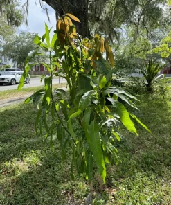 Palmer Mango Tree Live Plant - Organic Grafted Tropical Fruit Tree - Image 4
