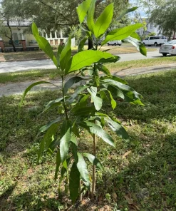Palmer Mango Tree Live Plant - Organic Grafted Tropical Fruit Tree - Image 6