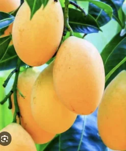 Palmer Mango Tree Live Plant - Organic Grafted Tropical Fruit Tree - Image 1