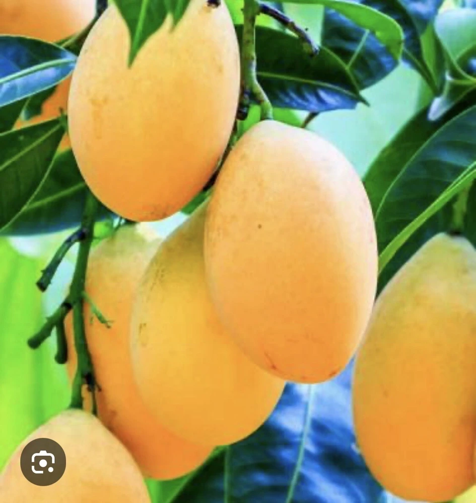 Palmer Mango Tree Live Plant - Tropical Fruit Tree for Outdoor Garden - Image 1