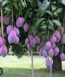 Palmer Mango Tree Live Plant - Tropical Fruit Tree for Outdoor Garden - Image 2
