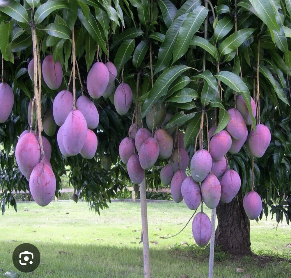 Palmer Mango Tree Live Plant - Tropical Fruit Tree for Outdoor Garden - Image 2