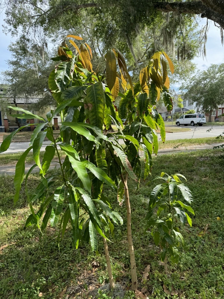 Palmer Mango Tree Live Plant - Tropical Fruit Tree for Outdoor Garden - Image 3