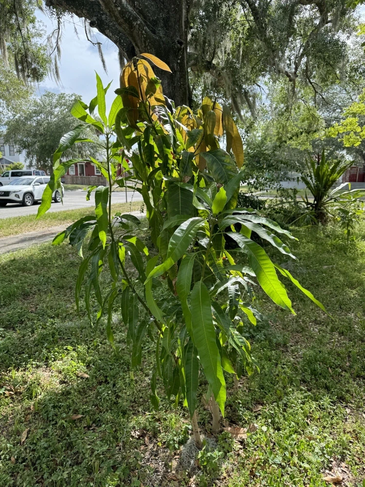 Palmer Mango Tree Live Plant - Tropical Fruit Tree for Outdoor Garden - Image 4